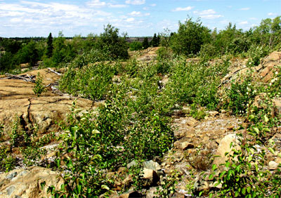 Knight North area in 2004 with vegetation over a foot high
